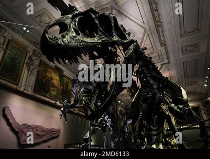 Vienna, Austria, 2019 dicembre: Sala espositiva dei fossili di dinosauro di Allosaurus fragilis nel Museo di Storia Naturale (Museo Naturhistorisches) Foto Stock