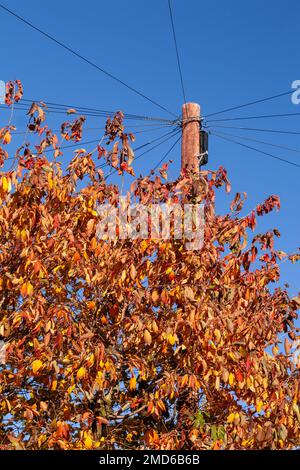 Alberi in fogliame autunnale con palo telegrafico Foto Stock
