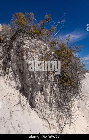 Skunkbush Sumac, Rhus trilobata, radici che detengono una duna in gesso nel Parco Nazionale di White Sands, New Mexico, USA Foto Stock