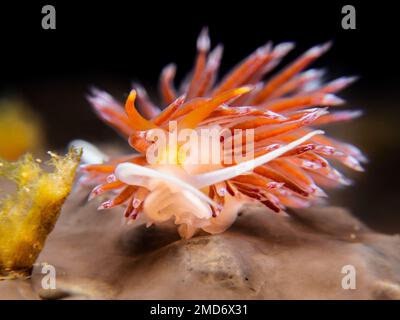 Hervia pellegrina - Cratena peregrina da Cipro Foto Stock