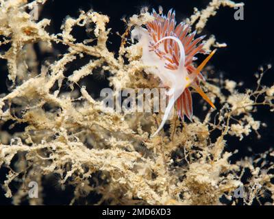 Hervia pellegrina - Cratena peregrina da Cipro Foto Stock