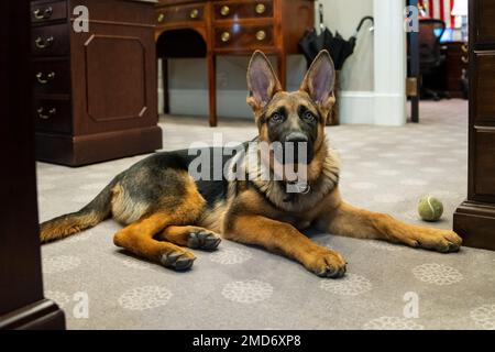 Reportage: Il comandante del cane Biden visita l'Ufficio ovale esterno, giovedì 20 gennaio 2022, presso la Casa Bianca Foto Stock