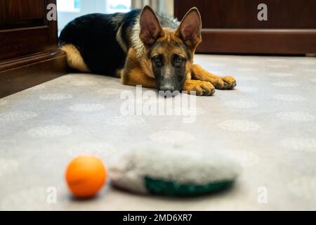 Reportage: Il comandante del cane Biden visita l'Ufficio ovale esterno, giovedì 20 gennaio 2022, presso la Casa Bianca Foto Stock