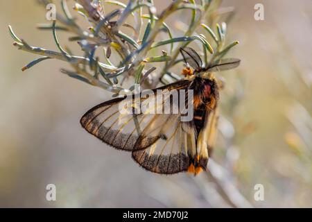 Nevada Buck Moth Hemileuca nevadensis, maschio che cerca di accoppiarsi vicino a boschi di cottoni sulle dune di gesso del White Sands National Park, New Mexico, USA Foto Stock