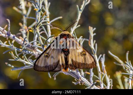 Nevada Buck Moth Hemileuca nevadensis, maschio che cerca di accoppiarsi vicino a boschi di cottoni sulle dune di gesso del White Sands National Park, New Mexico, USA Foto Stock