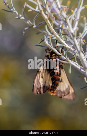 Nevada Buck Moth Hemileuca nevadensis, maschio che cerca di accoppiarsi vicino a boschi di cottoni sulle dune di gesso del White Sands National Park, New Mexico, USA Foto Stock