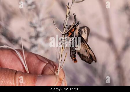 Nevada Buck Moth Hemileuca nevadensis, maschio che cerca di accoppiarsi vicino a boschi di cottoni sulle dune di gesso del White Sands National Park, New Mexico, USA Foto Stock