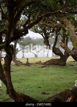 Foresta di Laurel Evergreen (laurissilva) sull'Isola di Madeira, Portogallo Foto Stock