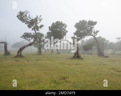 Foresta di Laurel Evergreen (laurissilva) sull'Isola di Madeira, Portogallo Foto Stock