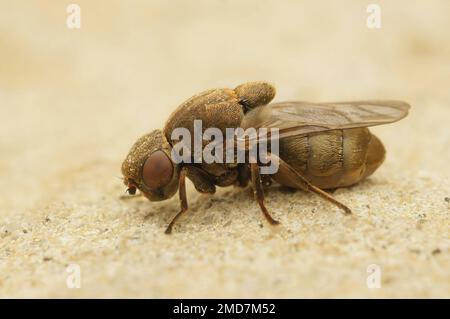 Dettaglio primo piano su una mosca parassita Stor cigargalle-fritflue, Lipara lucens, seduta su pietra Foto Stock