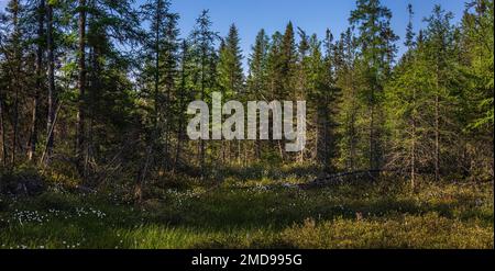 Erba di cotone che cresce in una palude di tamarack nel Wisconsin settentrionale. Foto Stock