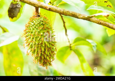Frutta soursop coperto da formiche, galle, sri lanka. Foto Stock