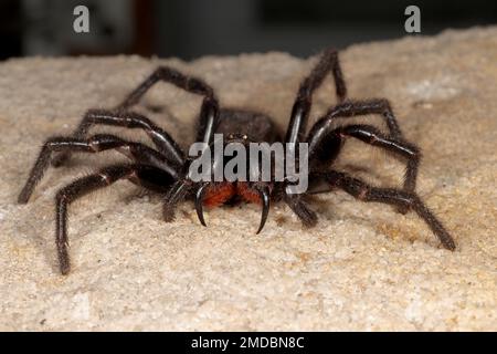 Web Spider, imbuto di Sydney altamente velenoso Foto Stock