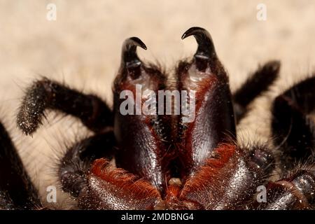 Il veleno Sydney Funnel Web Spider ha dato il via a un'impressionante Foto Stock