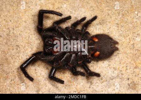 Vista della pancia di Sydney Funnel Web Spider, molto velenosa Foto Stock