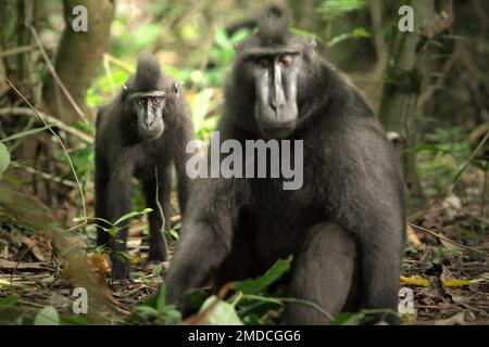 Un giovane macaco nero soldato in primo piano di un anziano individuo nella Riserva Naturale di Tangkoko, Nord Sulawesi, Indonesia. Sulla base dei dati raccolti da una serie di test di tre macachi crestati adulti in cattività, i primatologi hanno rivelato che i macachi neri crestati Sulawesi sono sensibili allo stato sociale di altri individui. Un macaco crested 'tendono a prendere più tempo per rispondere quando si guardano i volti di persone non familiari di alto rango,' il rapporto ha detto, 'che potrebbe suggerire che possono percepire alcune informazioni riguardanti lo stato sociale di persone non familiari utilizzando il... Foto Stock