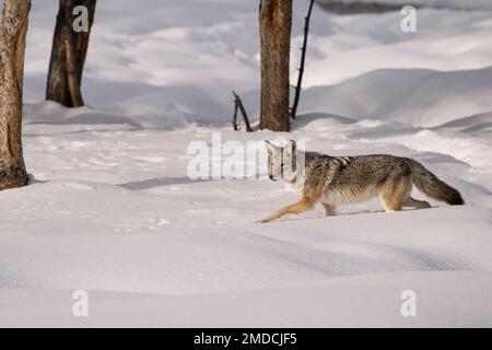 Coyote in inverno, parco nazionale di Yellowstone Foto Stock