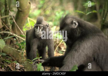 Un giovane macaco nero soldato in primo piano di un anziano individuo nella Riserva Naturale di Tangkoko, Nord Sulawesi, Indonesia. Sulla base dei dati raccolti da una serie di test di tre macachi crestati adulti in cattività, i primatologi hanno rivelato che i macachi neri crestati Sulawesi sono sensibili allo stato sociale di altri individui. Un macaco crested 'tendono a prendere più tempo per rispondere quando si guardano i volti di persone non familiari di alto rango,' il rapporto ha detto, 'che potrebbe suggerire che possono percepire alcune informazioni riguardanti lo stato sociale di persone non familiari utilizzando il... Foto Stock