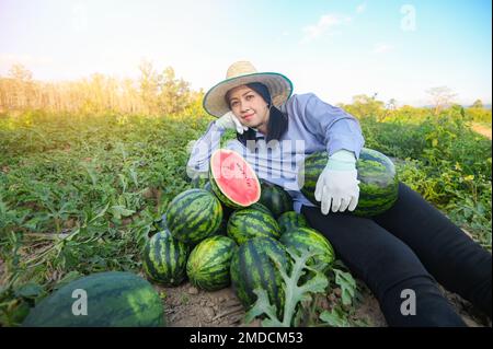 campo di anguria - donna giardiniere agricoltore raccolta anguria nel campo con anguria fresca fetta di frutta agricoltura giardino fattoria anguria con Foto Stock