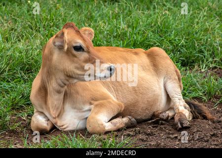 Piccola giovenca da latte Jersey in una fattoria casearia in Brasile Foto Stock