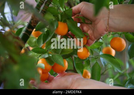 Le mani femminili raccolgono Calamondin (lat. Citrofortunella microcarpa) Foto Stock