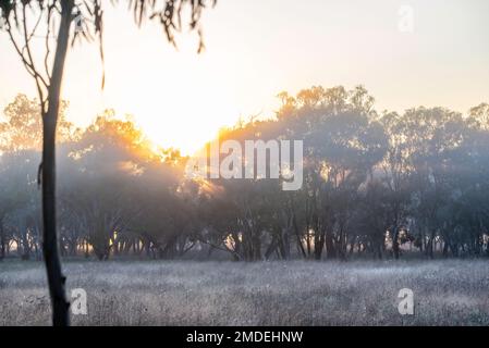 La luce del sole del mattino presto filtra attraverso gli alberi di eucalipto e la bassa nebbia mornese un paddock erboso nel nuovo Galles del Sud, Australia Foto Stock