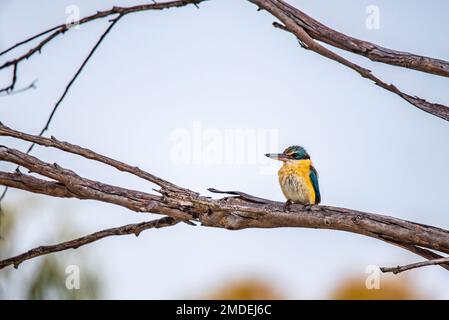 Un Kingfisher Sacro leggermente umido (Todiramphus sanctus) arroccato su un ramo la mattina presto alle terre umide di Narromine nel nuovo Galles del Sud occidentale Foto Stock