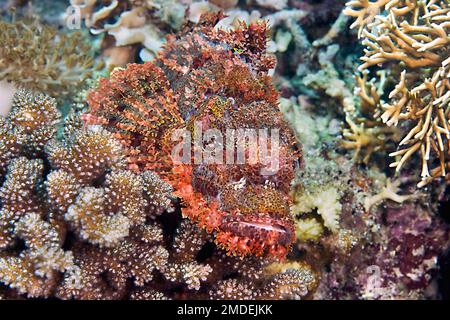 Il pesce scorpione riposa sul pesce scorpione della barriera corallina poggia sulla barriera corallina. Scorpione barbuto in posizione di caccia tra i coralli Foto Stock