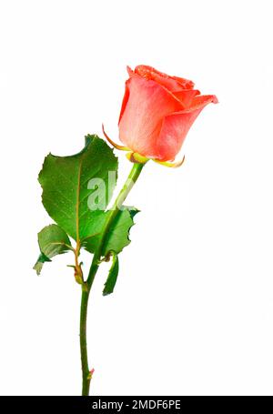 Fiore di rosa rosso con percorso di ritaglio, vista laterale. Bella rosa singolo fiore rosso su gambo con foglie isolate Foto Stock