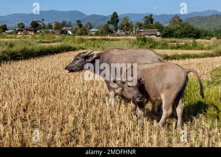 Bufali sulla risaia vicino al villaggio Shan in Myanmar. Foto Stock