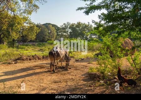 Mucca bianca indiana con corna lunghe, mucca di Tharparkar altrimenti conosciuta come Sindhi bianco, Sindhi grigio e Thari durante il tempo di mattina dell'oro Foto Stock