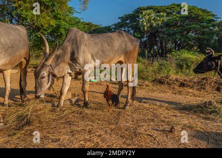 Mucca bianca indiana con corna lunghe, mucca di Tharparkar altrimenti conosciuta come Sindhi bianco, Sindhi grigio e Thari durante il tempo di mattina dell'oro Foto Stock