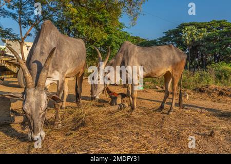 Mucca bianca indiana con corna lunghe, mucca di Tharparkar altrimenti conosciuta come Sindhi bianco, Sindhi grigio e Thari durante il tempo di mattina dell'oro Foto Stock