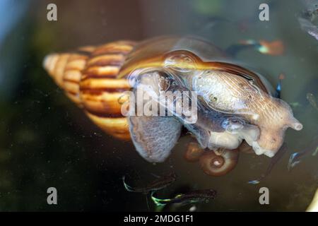 Una lumaca con piccole lumache sul suo corpo galleggia sulla superficie dell'acqua Foto Stock