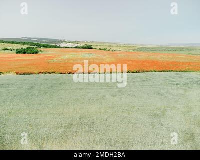 Campo di papaveri rossi vicino al campo di grano verde. Vista aerea. Bella campo scarlatto fiori papaveri con fuoco selettivo. Papaveri rossi in luce soffusa Foto Stock