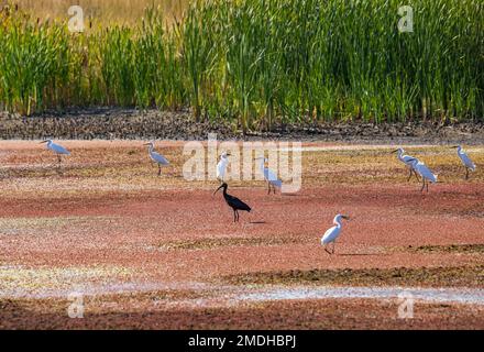 Otto Egrette innevate (Egretta thula) e un Ibis bianco-affrontato (Plegadis chihi) che guada in uno stagno coperto di alghe rosa a Farmington Bay WMA, Farmington, UT. Foto Stock