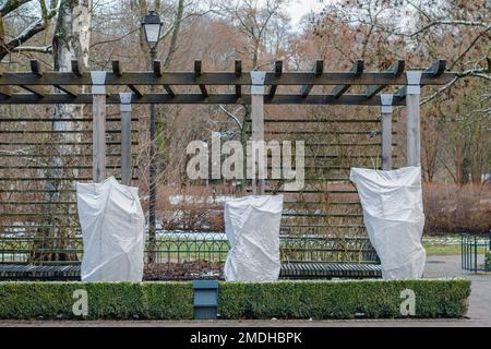 Piante, cespugli di rose o piccoli alberi in un parco o giardino coperto di coperta, falda di tela, sacchi di protezione antigelo o rotolo di tessuto per proteggere Foto Stock