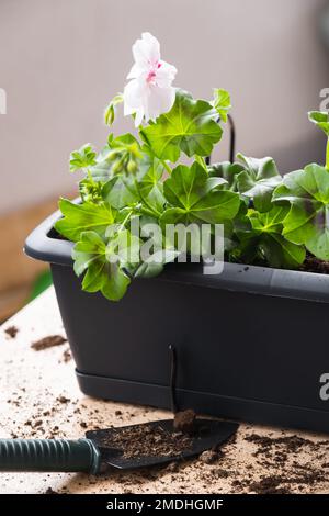 Processo di trapianto di geranio. Vasi di fiori e attrezzi da giardino. Foto Stock