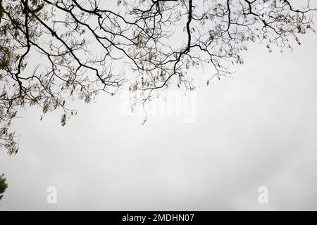 I rami degli alberi e il cielo Foto Stock