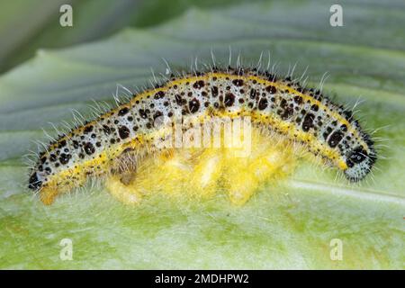 Bozzoli della vespa parassita Cotesia glomeratus accanto ai resti di un bruco parassitizzato morto di una farfalla Pieris rapae. Foto Stock