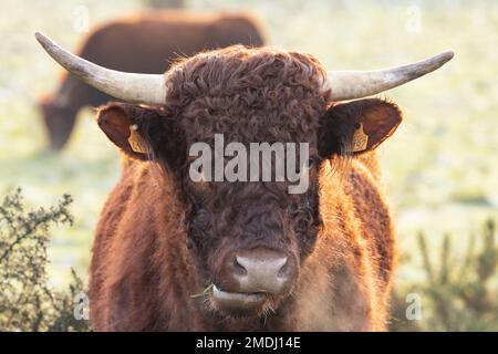 Portrait de Vache Salers , Francia, Pas de Calais, hiver Foto Stock