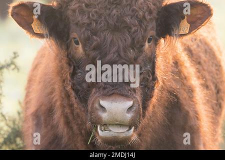 Portrait de Vache Salers , Francia, Pas de Calais, hiver Foto Stock