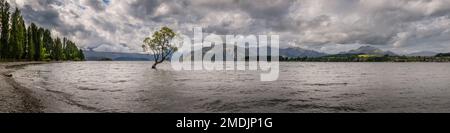 Vista panoramica dell'albero di Wanaka vicino alle rive del lago Wananka nell'Isola Sud della Nuova Zelanda con nuvole scure sovrastanti Foto Stock