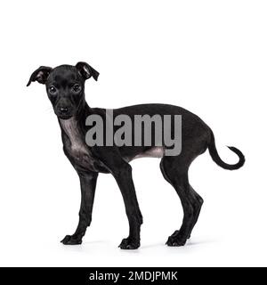 Cute Italian Greyhound aka Italian Sighthound cucciolo, standing Side ways. Guardando direttamente alla fotocamera. Isolato su sfondo bianco. Foto Stock