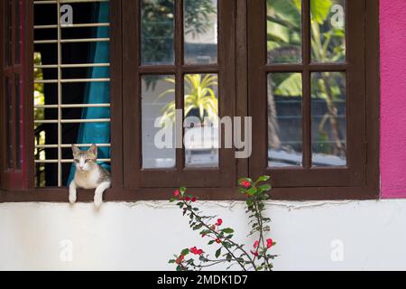 Cat guardando fuori attraverso la finestra Foto Stock