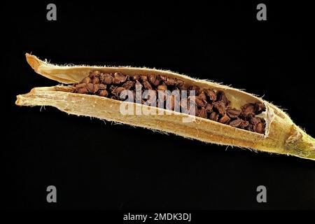 Enotheria biennis, enagra-enagra, Gewöhnliche Nachtkerze, primo piano, frutta con semi Foto Stock