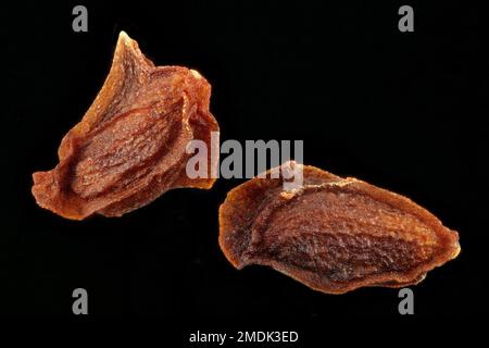 Enotheria biennis, enagra-enagra, Gewöhnliche Nachtkerze, primo piano, semi, 1-2 mm di lunghezza Foto Stock