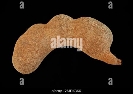 Tamarindus indica, Tamarind, Tamarindenbaum, primo piano, frutta Foto Stock