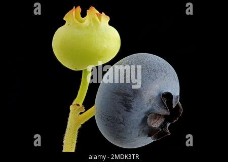 Vaccinium corymbosum, mirtillo del nord, amerikanische Heidelbeere, primo piano, frutta, bacche Foto Stock