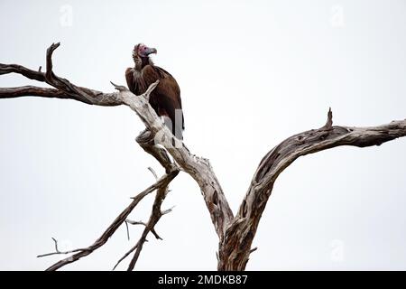 Un avvoltoio lappato si trova su un albero morto - Okavangodelta, Botswana Botsuana Africa Foto Stock